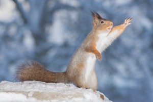 red squirrels waving and standing in snow